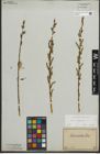 Foto von Salix purpurea L.
